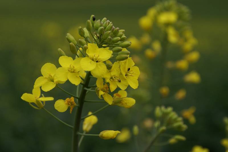 Unser Orchideenpark Bild Nr.017